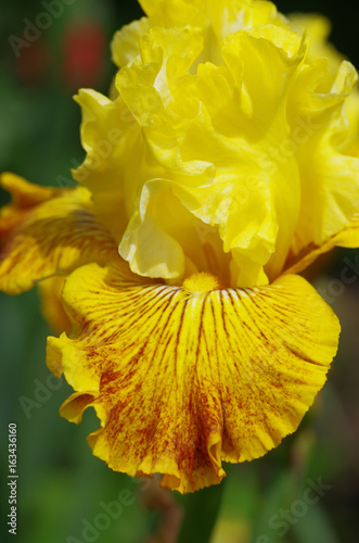 irises flowers