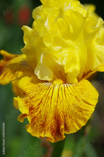 Fototapeta Naklejka Na Ścianę i Meble -  irises flowers