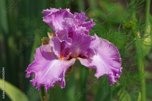 Fototapeta Naklejka Na Ścianę i Meble -  irises flowers