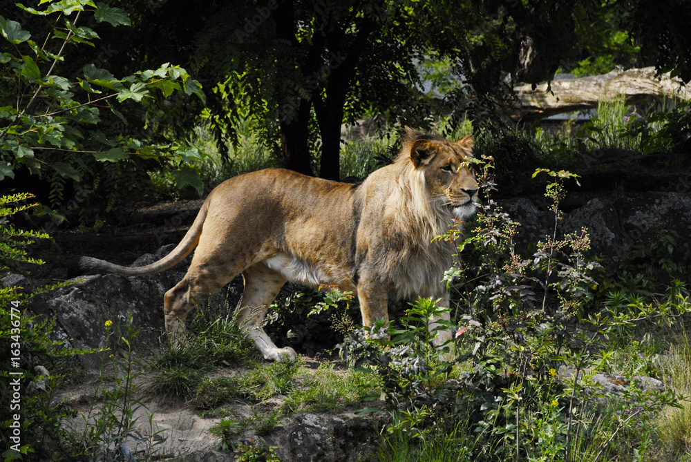 Fototapeta premium king of beasts
