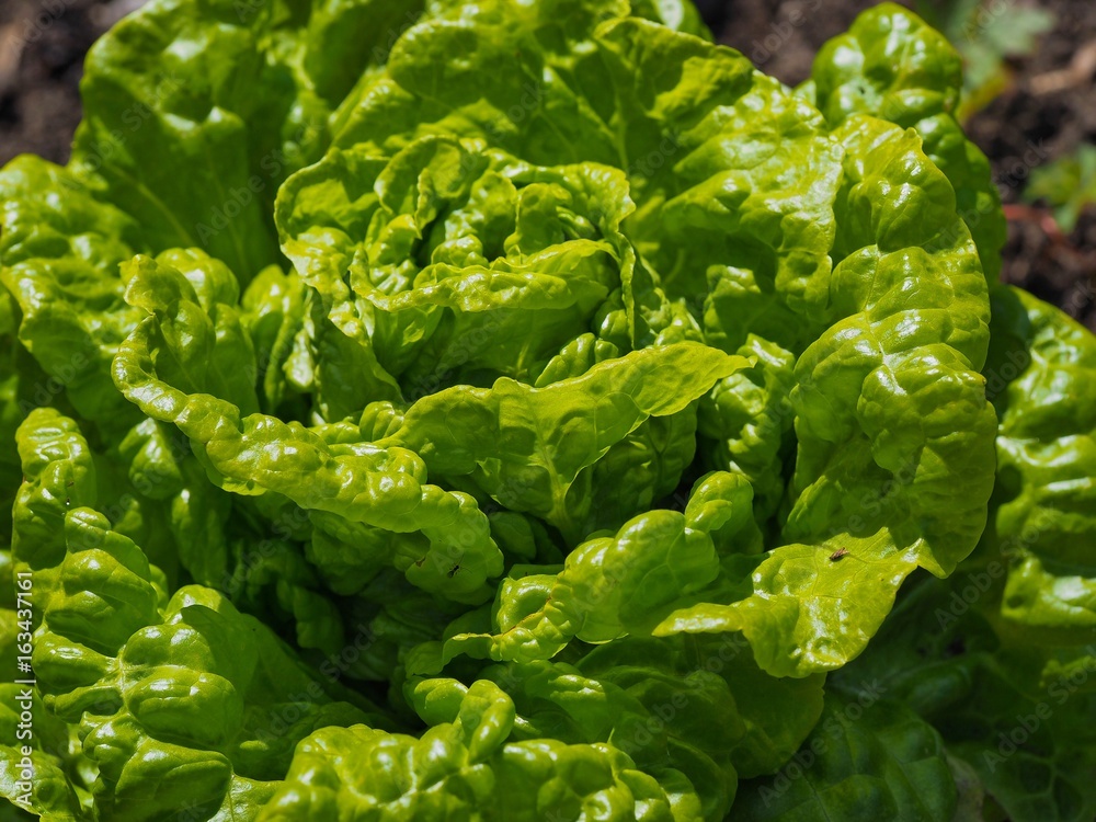 Lettuce Lettuce