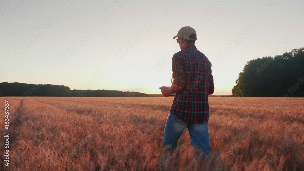 Rear view: Young man farmer walking on wheat field, looking at mature spikelet. Slow motion video