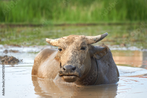 A portrait of a dirty, muddy water buffalo on a rice field in Phong Nha ke bang national Park, Vietnam. © Eike