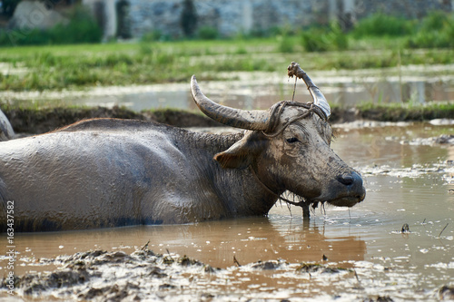 A portrait of a dirty  muddy water buffalo on a rice field in Phong Nha ke bang national Park  Vietnam.