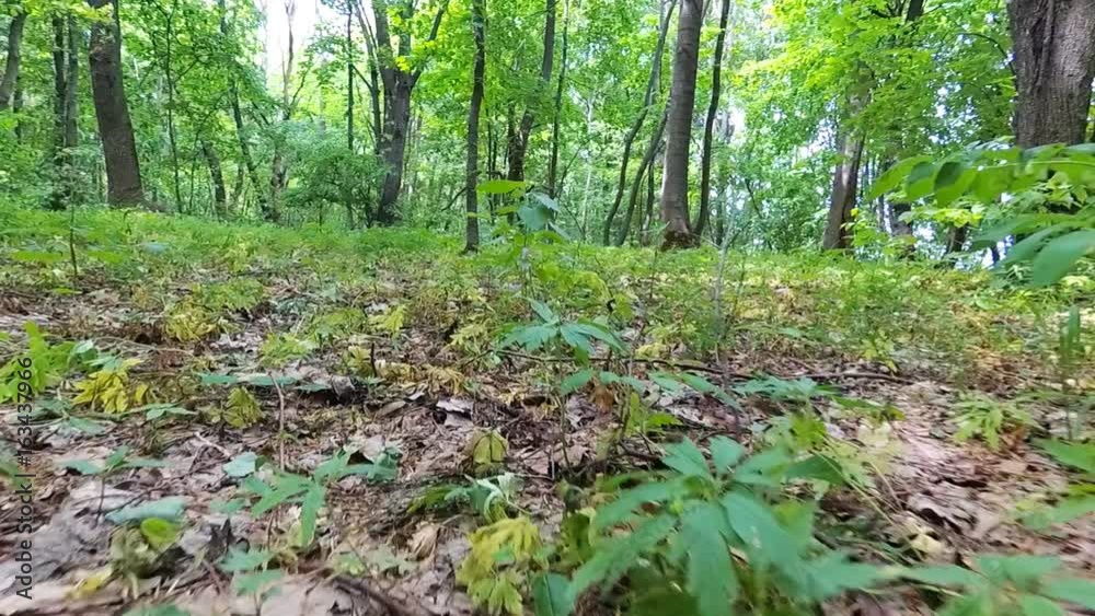 Grass and plants in bright forest. Animal view. Grass and plants in bright forest. Animal view.