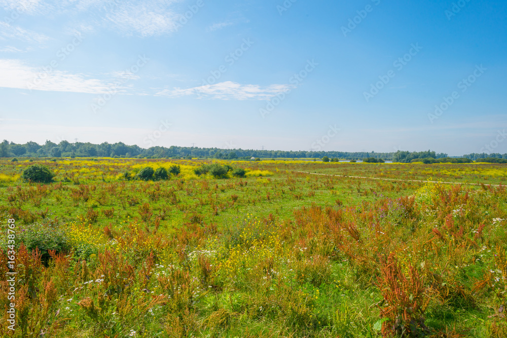 Wild flowers in a field in summer