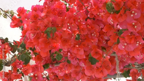Greek red flowers in mediteranean. photo