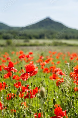 Landscape with beautiful poppy   field