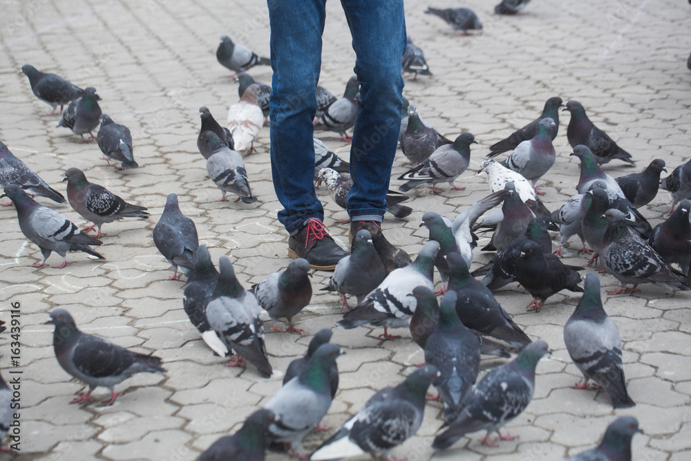 Male legs in blue jeans standing with pigeons Male legs in blue jeans standing with pigeons