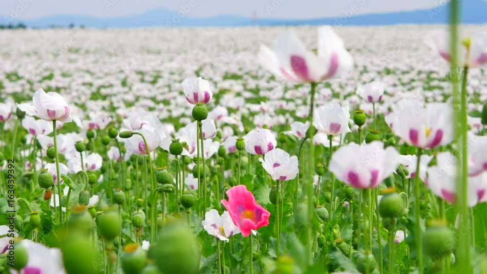 Poppies on sunny day. Alone red pink poppy flower hybrid between white poppies in large field. Beautiful poppy freshness. Bright white and red oriental hybrid poppy flower. Poppies on sunny day. Alone red pink poppy flower hybrid between white poppies in large field. Beautiful poppy freshness. Bright white and red oriental hybrid poppy flower.