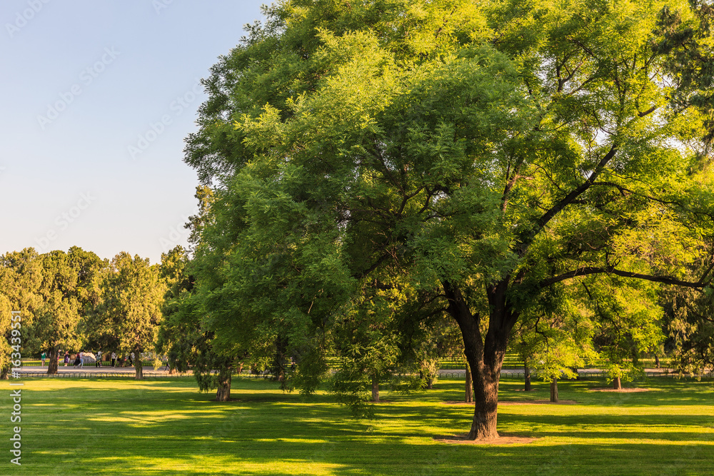Fototapeta premium The Tree, the Temple of Heaven Park