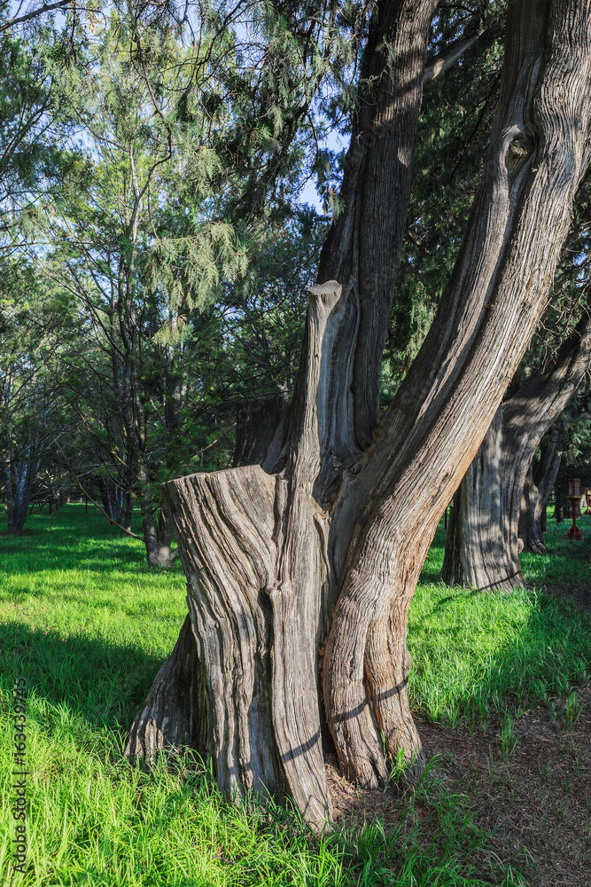 Fototapeta premium The Tree, the Temple of Heaven Park