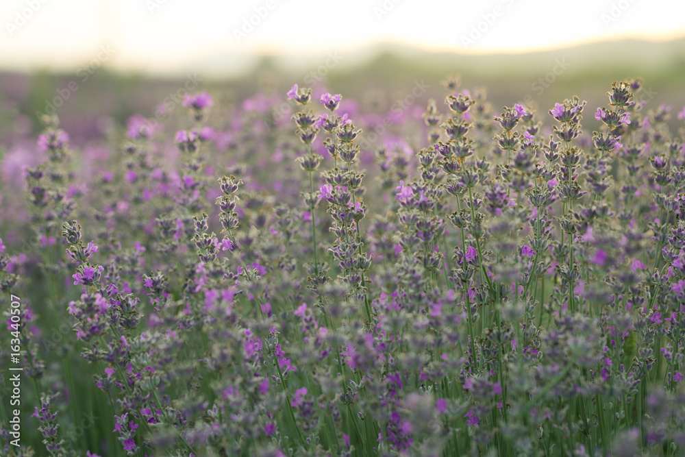 Lavender bushes in sunrise/sunset, close up