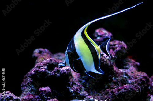 Obraz na plátně Moorish Idol (Zanclus cornutus)