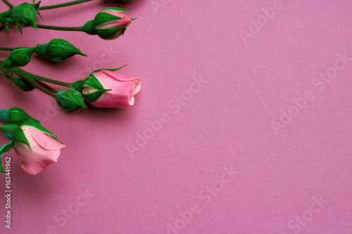 Roses on a pink background and copy space