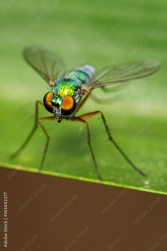 Image of green long-legged fly (Austrosciapus connexus) on green leaves. Insect Animal Image of green long-legged fly (Austrosciapus connexus) on green leaves. Insect Animal