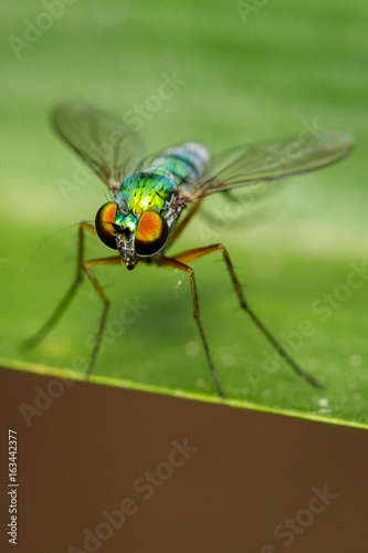 Image of green long-legged fly (Austrosciapus connexus) on green leaves. Insect Animal