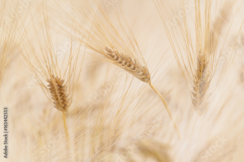 Ähren im Getreidefeld in unscharfem Hintergrund 