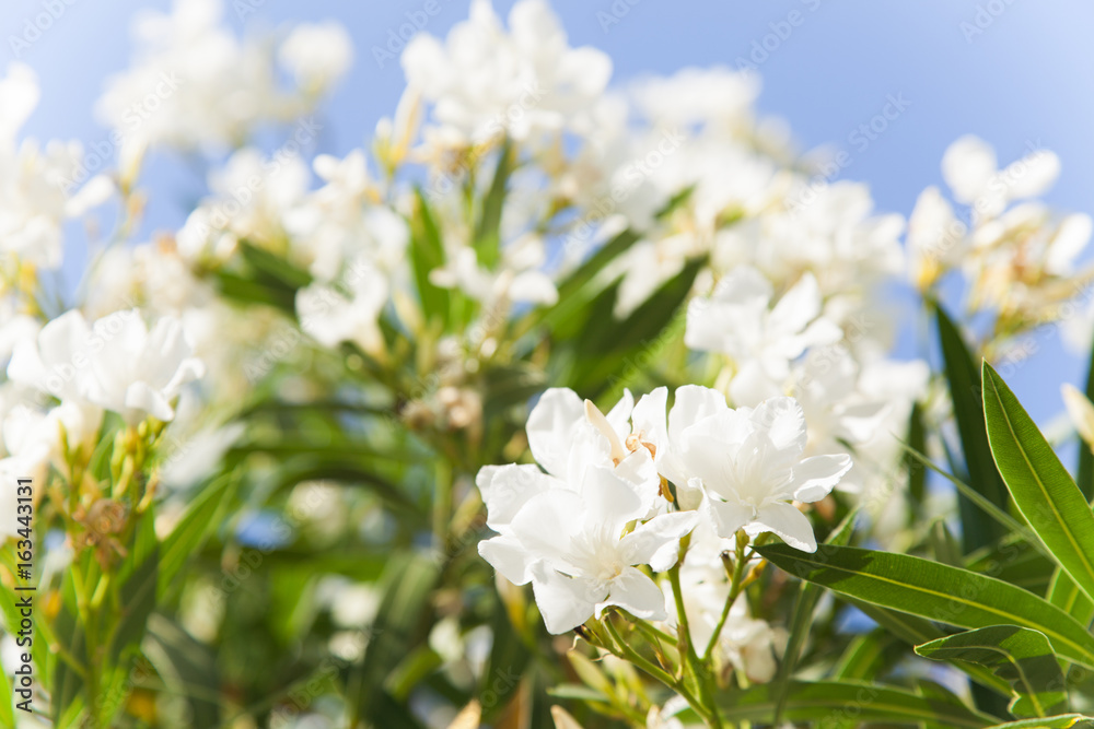 Fototapeta premium The dark blue spring sky and clouds above a field white flowers,Beautiful White Flowers on Blue Sky Background