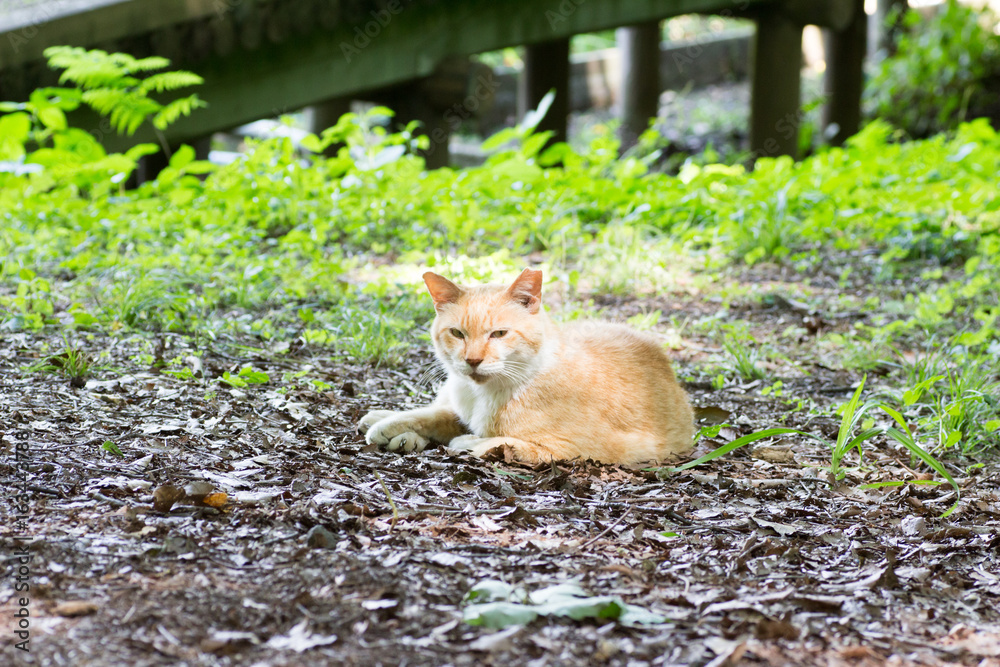 Red tabby cat lying outdoor looking at camera