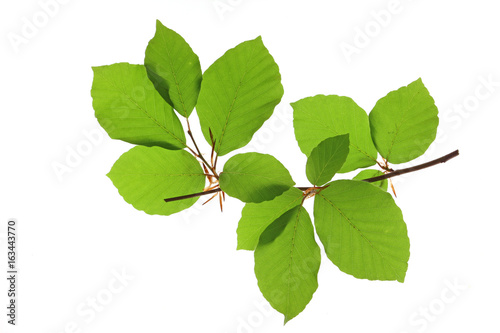Rot-Buche (Fagus sylvatica) kleiner Zweig mit frischgrünen Blättern vor weißem Hintergrund
