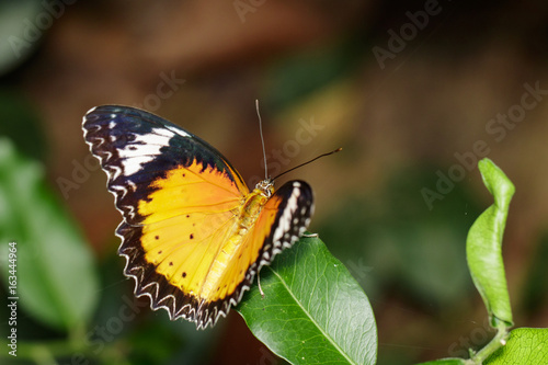Image of a Plain Tiger Butterfly on green leaves. Insect Animal.  Danaus chrysippus chrysippus Linnaeus  1758 