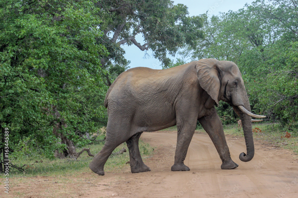 Fototapeta premium African bush elephant (Loxodonta africana)