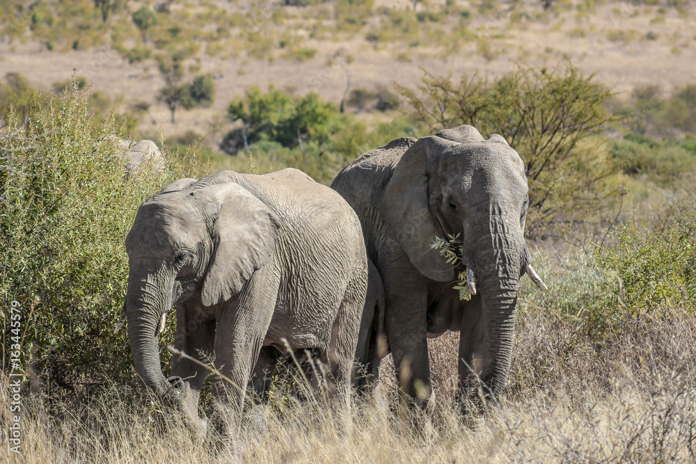 African bush elephant (Loxodonta africana) African bush elephant (Loxodonta africana)