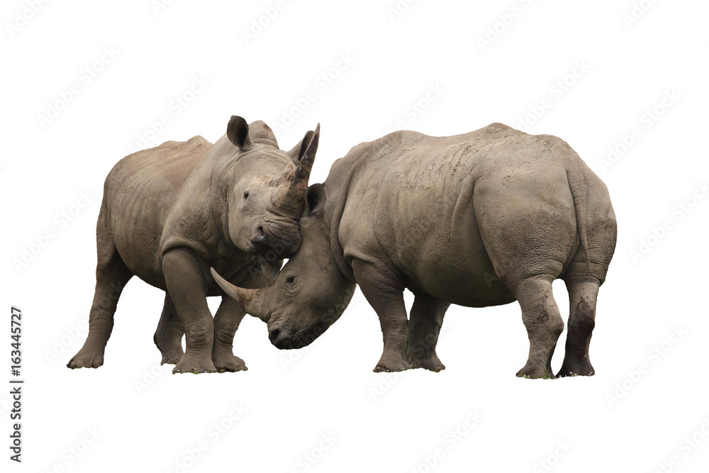 Obraz premium Two rhinoceros fighting cut out and isolated on a white background 