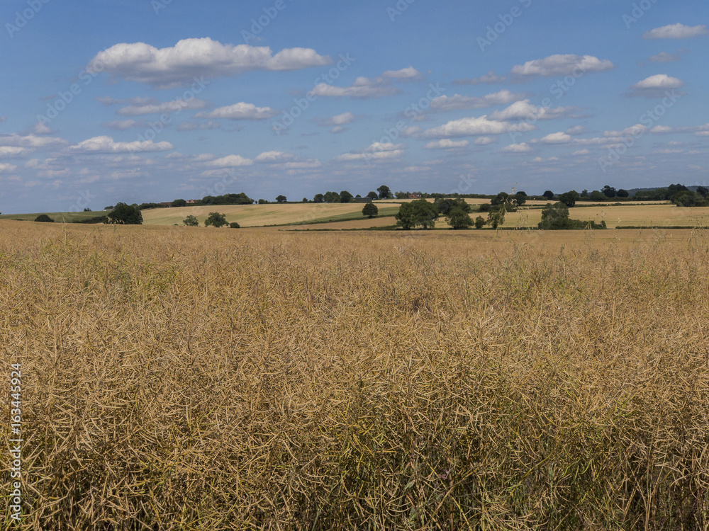 crops in field