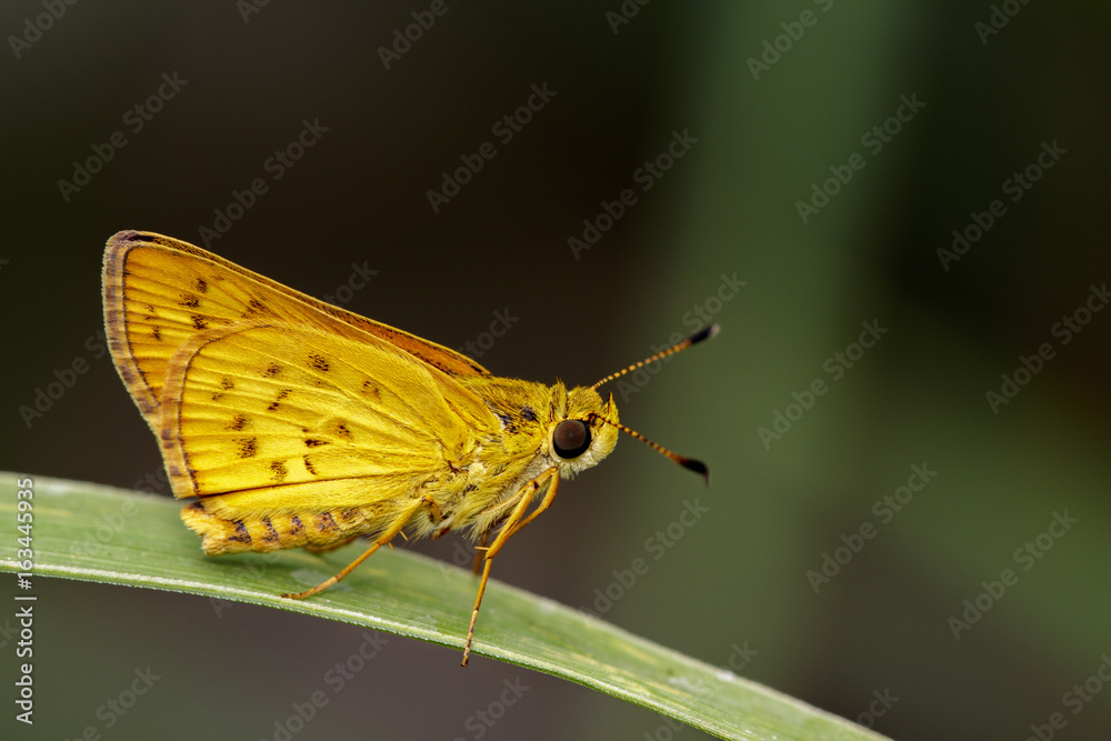 Image of common dartlet butterfly (Oriens gola Moore,1877) on nature background. Insect Animal Image of common dartlet butterfly (Oriens gola Moore,1877) on nature background. Insect Animal