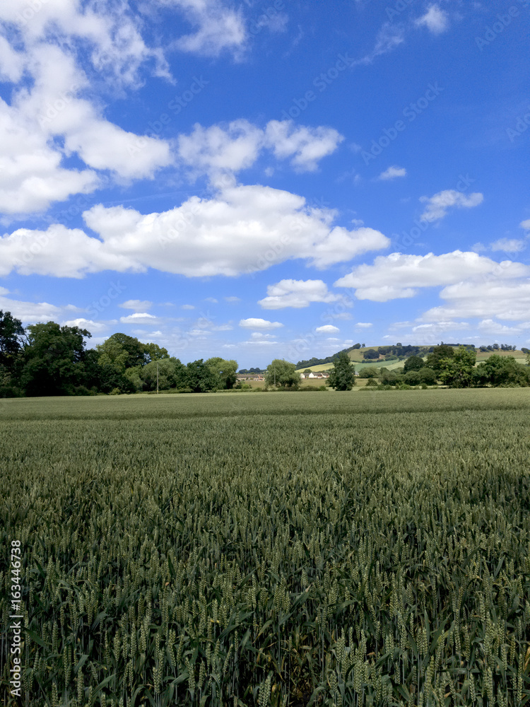 crops in field