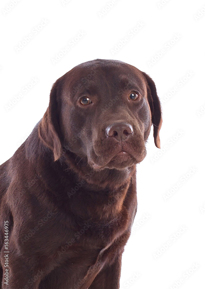 Beautiful black Labrador dog breed