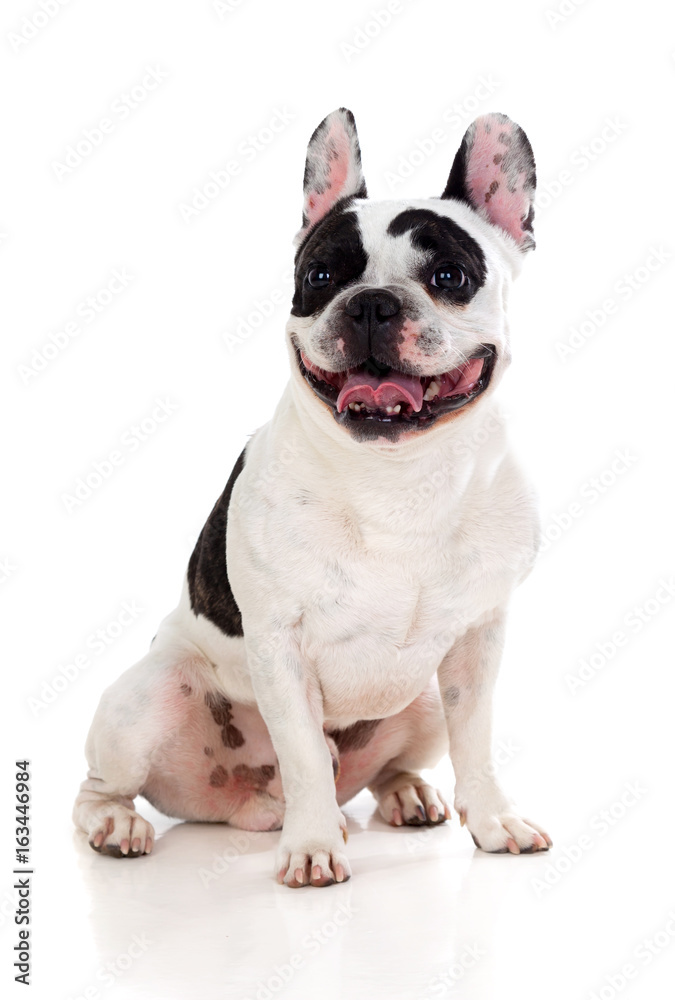 Portrait in Studio of a cute bulldog Portrait in Studio of a cute bulldog
