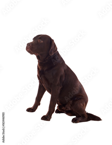 Beautiful black Labrador dog breed