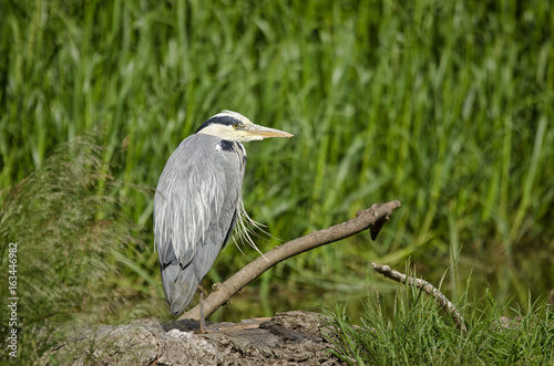 Heron by the River