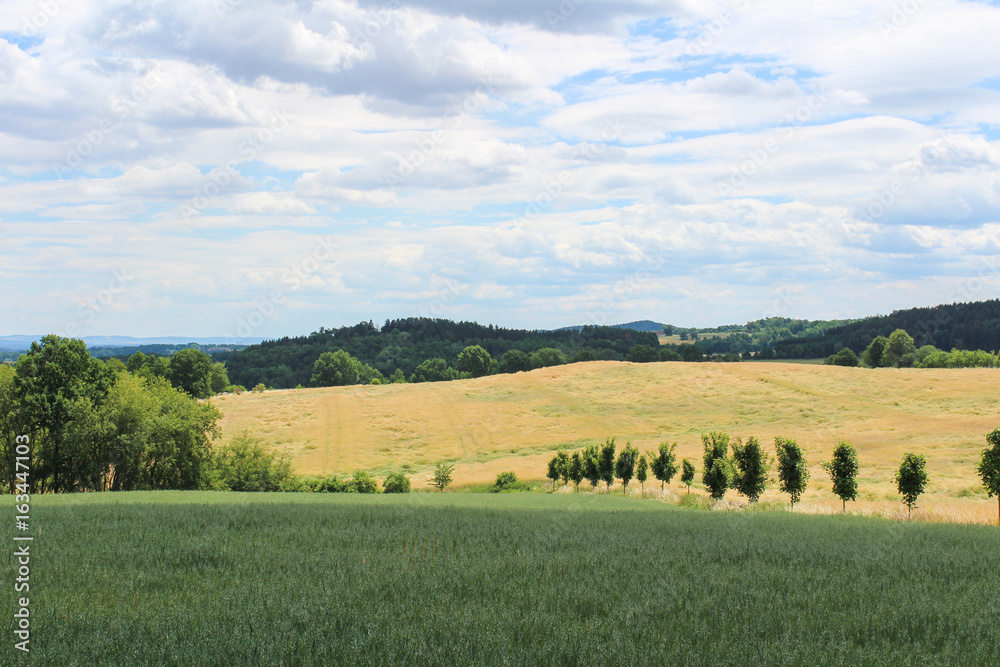 Corn field with green trees and sky. Czech landscape