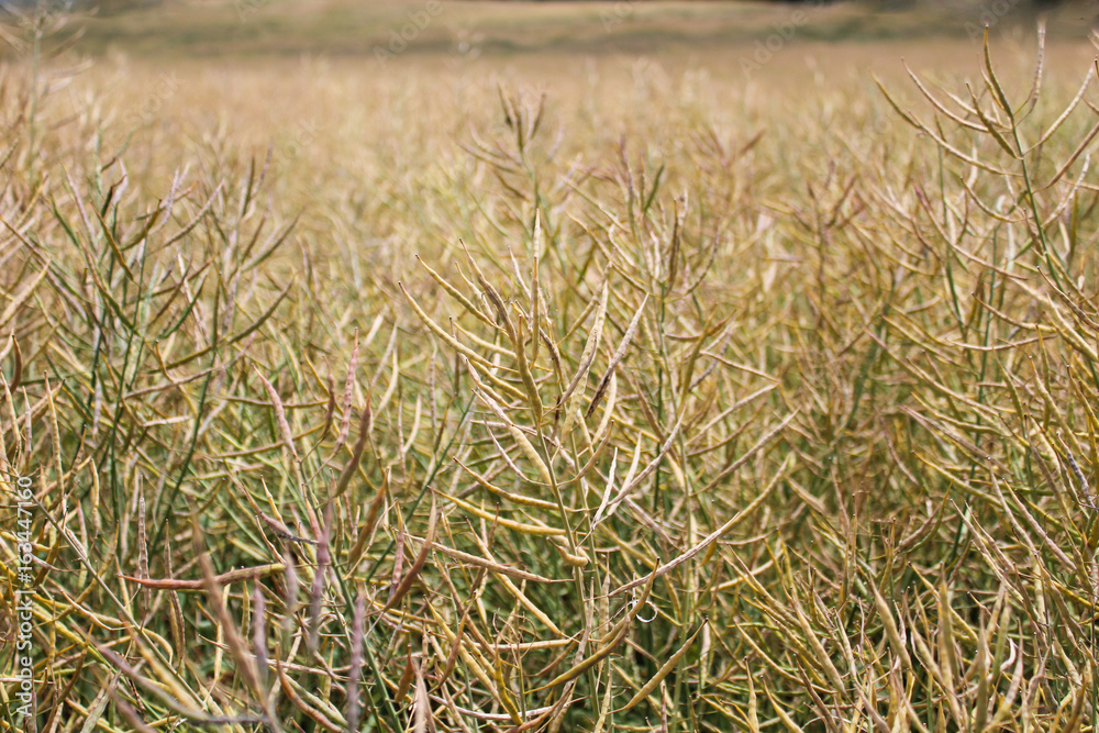Fototapeta premium Rape field with green and yellow color, macro photo