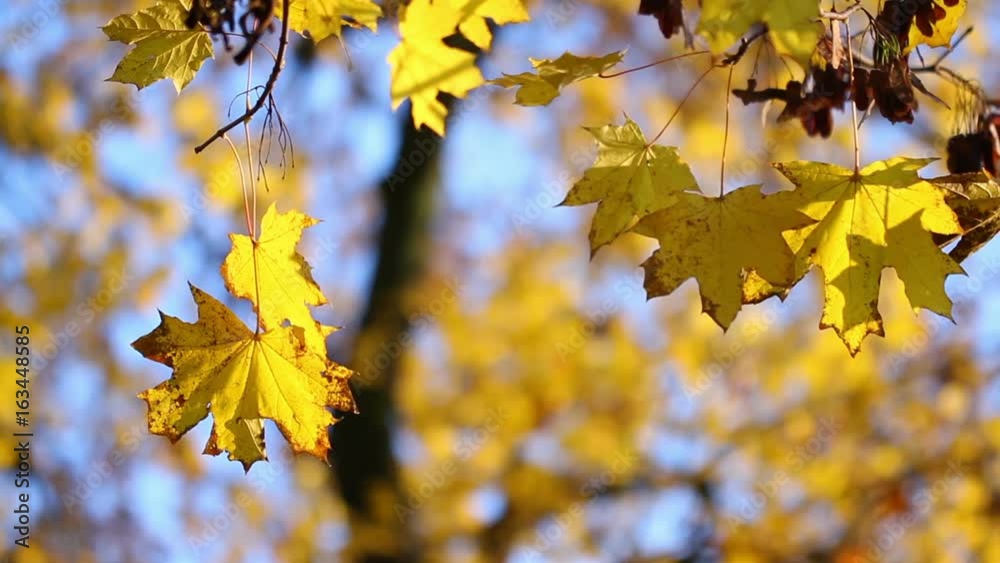 Yellow foliage trembling on autumn wind Yellow foliage trembling on autumn wind