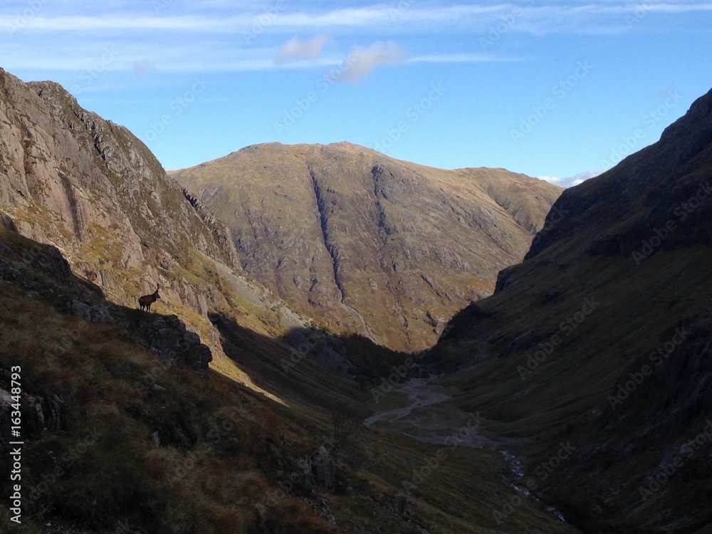 Stag in Glen Coe