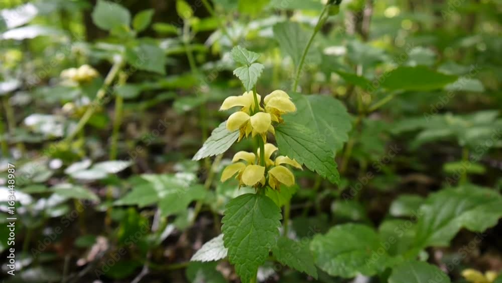 Yellow Deadnettle, Lamium Galeobdolon, in the forest. Shooting close up, static camera. Yellow Deadnettle, Lamium Galeobdolon, in the forest. Shooting close up, static camera.