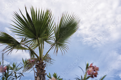 A beautiful palm trees against a tropical blue sky