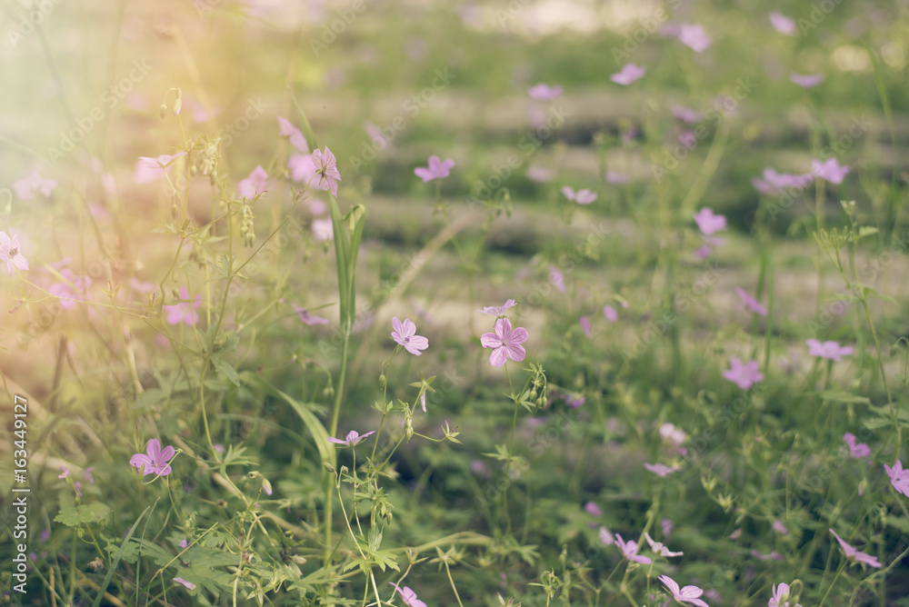 Blurred purple wildflowers growing in the forest, near the river. Vintage tintind, blurred background, sun haze, glare Blurred purple wildflowers growing in the forest, near the river. Vintage tintind, blurred background, sun haze, glare