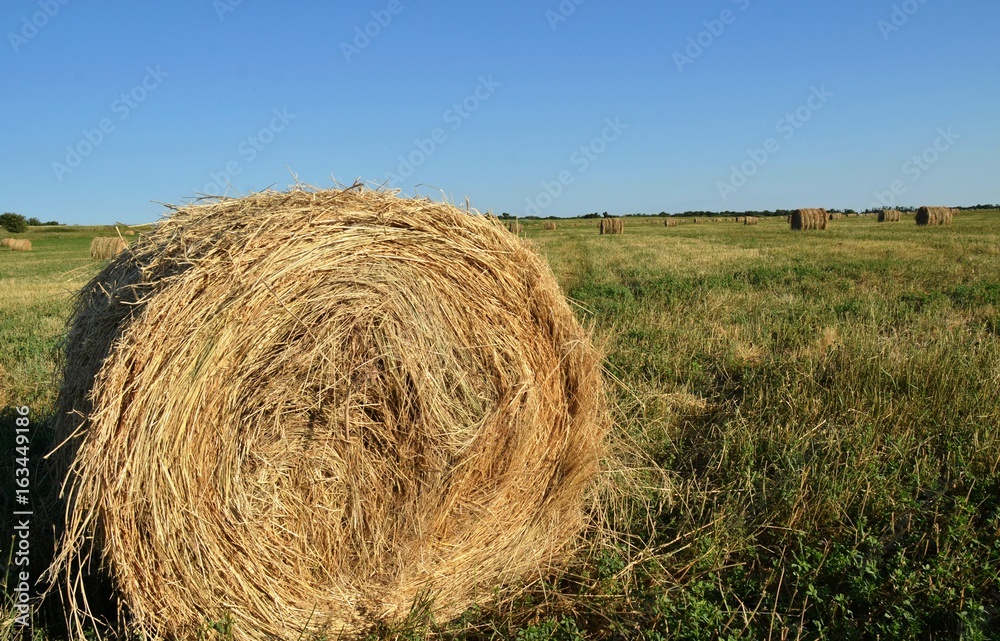 Haymaking. Mown dry grass is collected in stacks in field. Summer, sunny evening Haymaking. Mown dry grass is collected in stacks in field. Summer, sunny evening