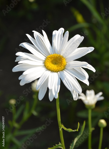 Beautiful daisy flower  lat. Leucanthemum vulgare   closeup. Background blurred