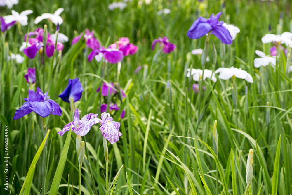 Landscape of Iris garden Landscape of Iris garden