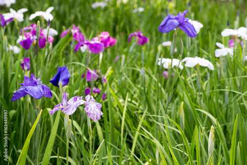 Landscape of Iris garden