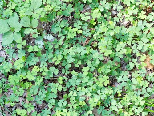 Clovers on the ground