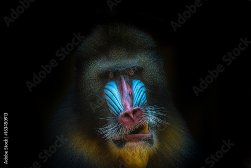 Tela Portrait of African mandrill at black background