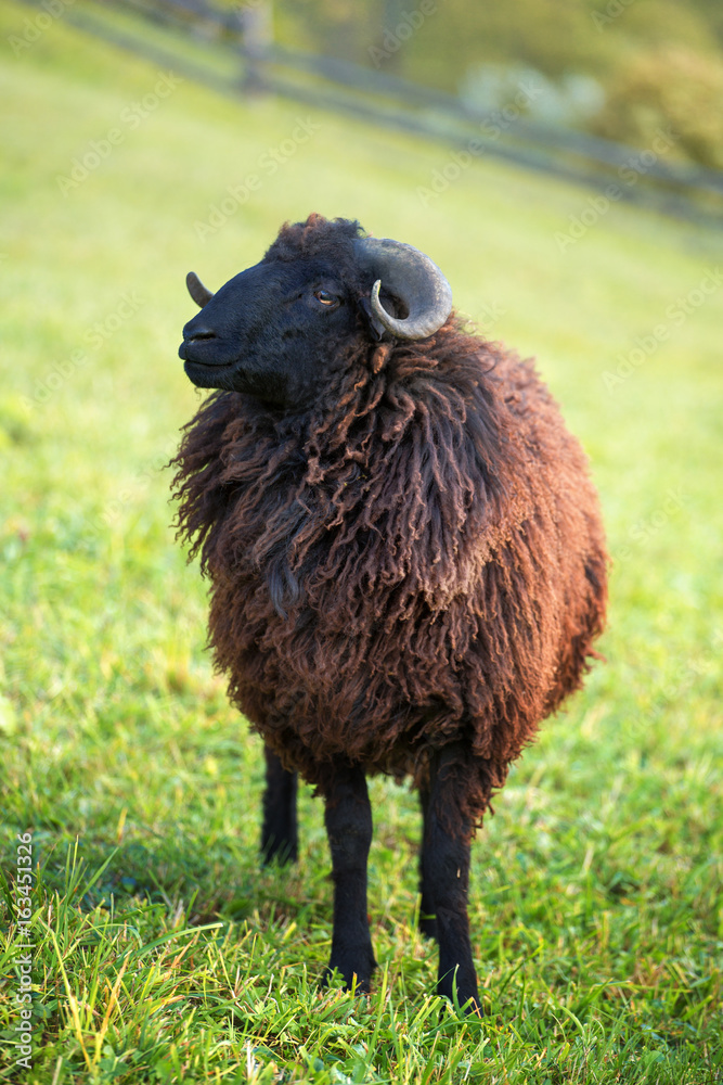 portrait of black sheep on green meadow on green grass background portrait of black sheep on green meadow on green grass background